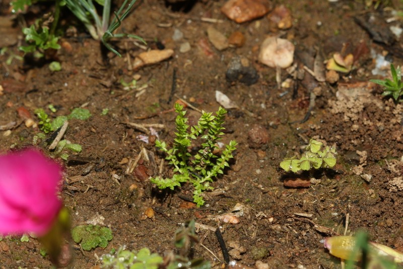 Selaginella pygmaea photo 3