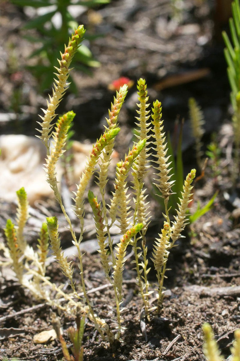 Selaginella pygmaea photo 4
