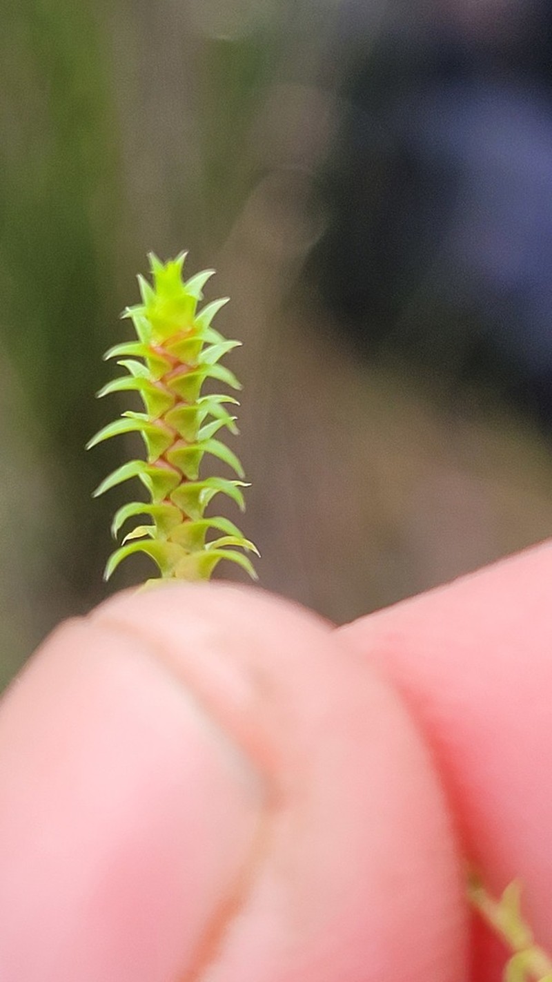 Selaginella pygmaea photo 5