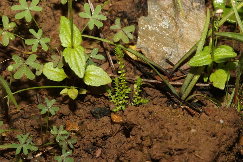 Selaginella pygmaea photo 6