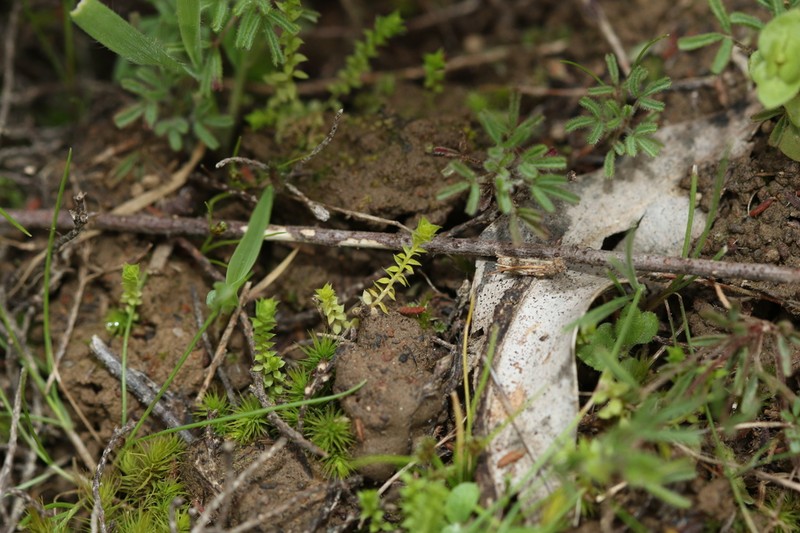 Selaginella pygmaea photo 7