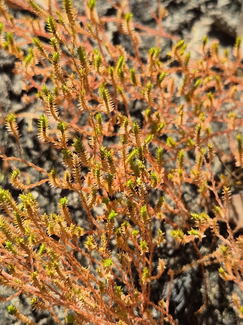 Selaginella pygmaea photo 8
