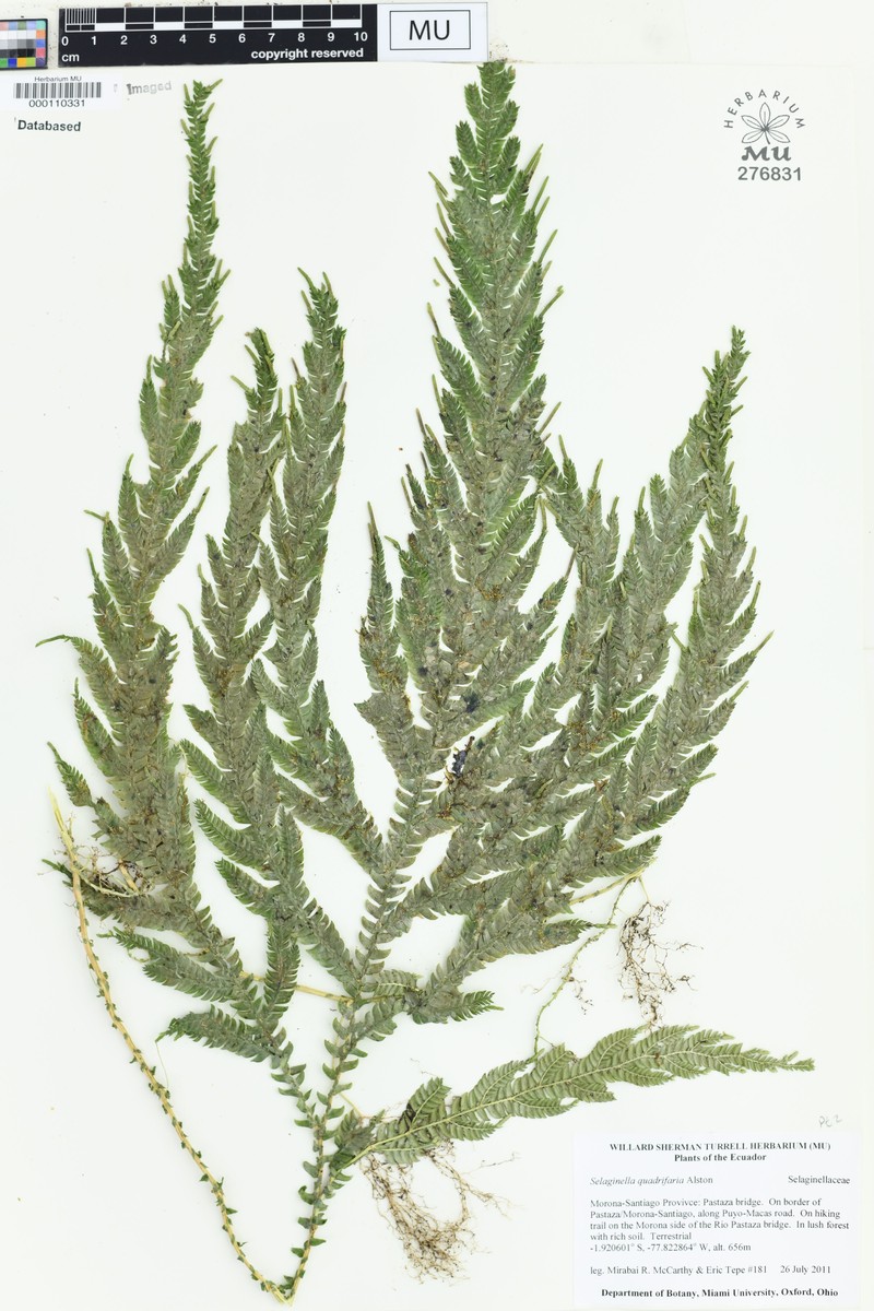 Selaginella quadrifaria