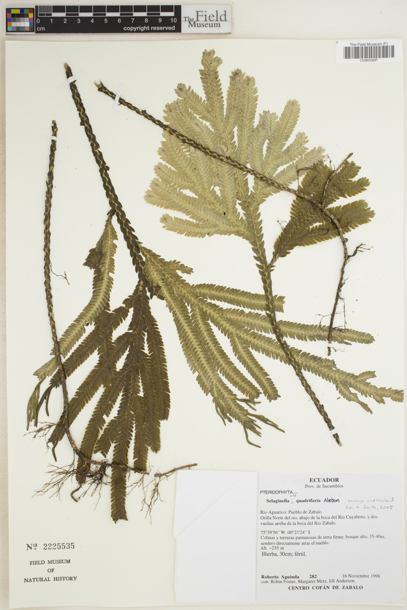 Selaginella quadrifaria photo 2