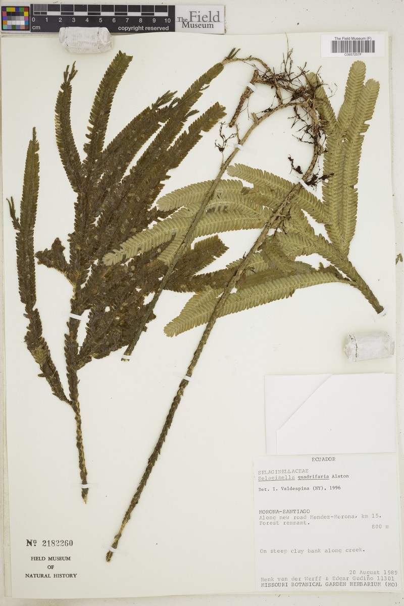 Selaginella quadrifaria photo 3