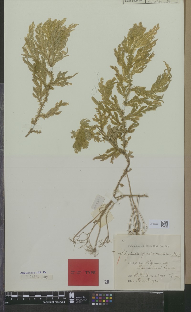 Selaginella quadrivenulosa photo 2