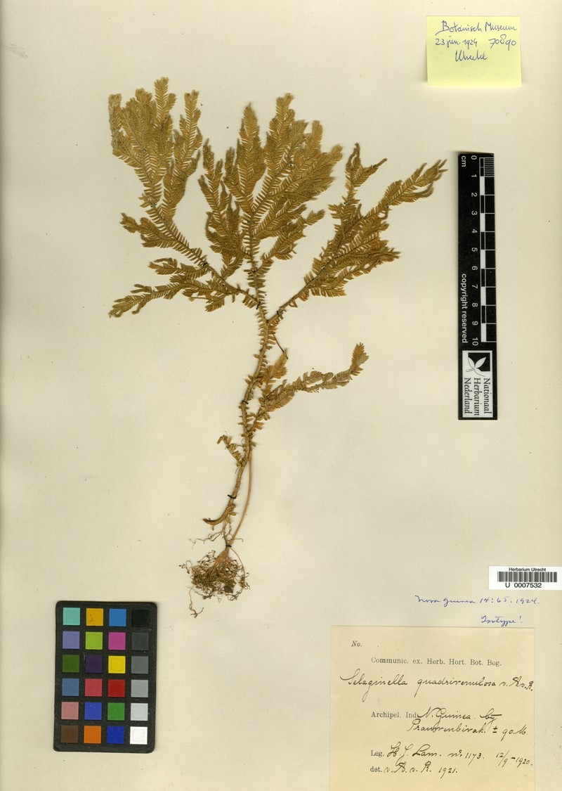 Selaginella quadrivenulosa photo 3