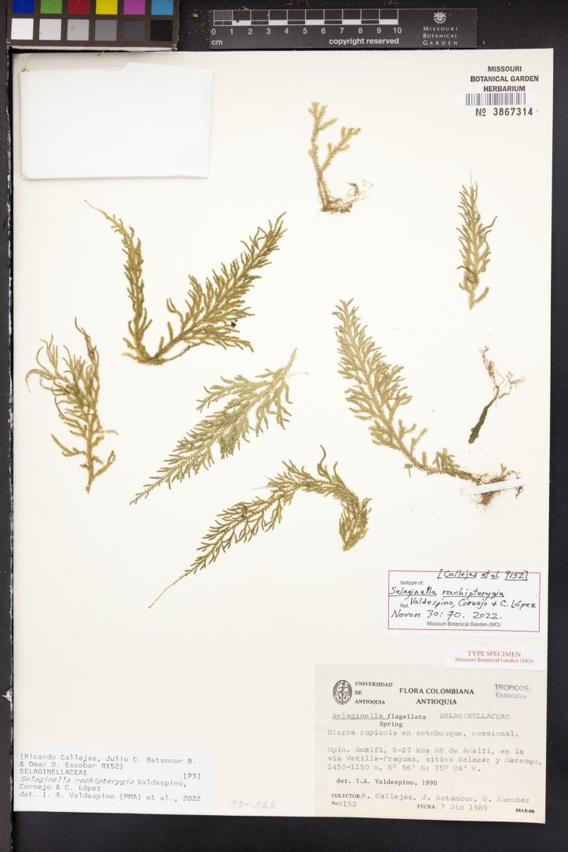 Selaginella rachipterygia
