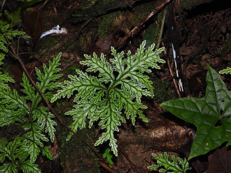 Selaginella radiata