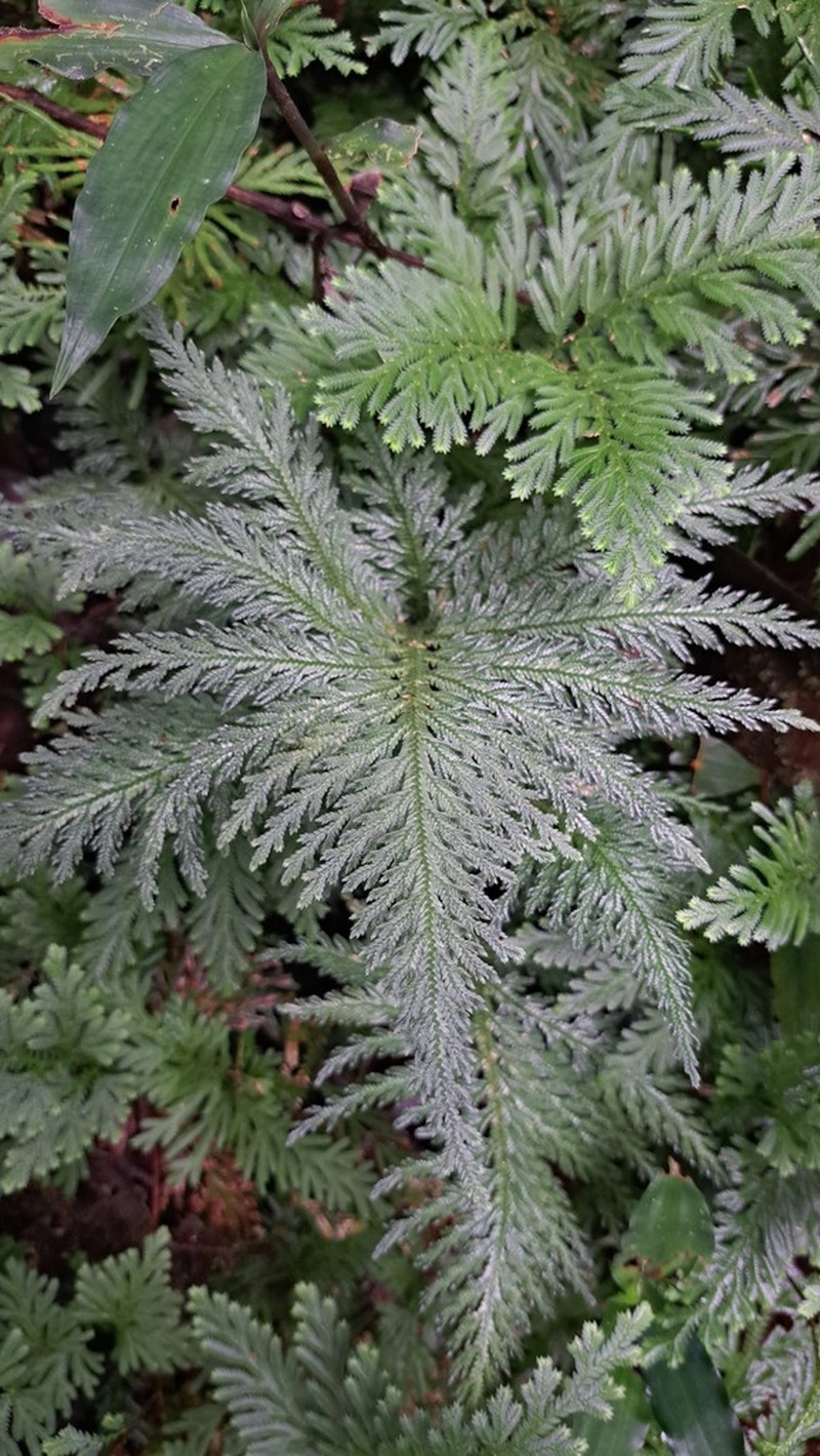 Selaginella radiata photo 2
