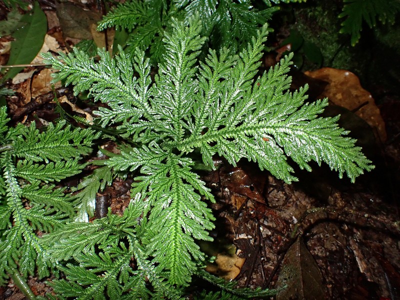 Selaginella radiata photo 3