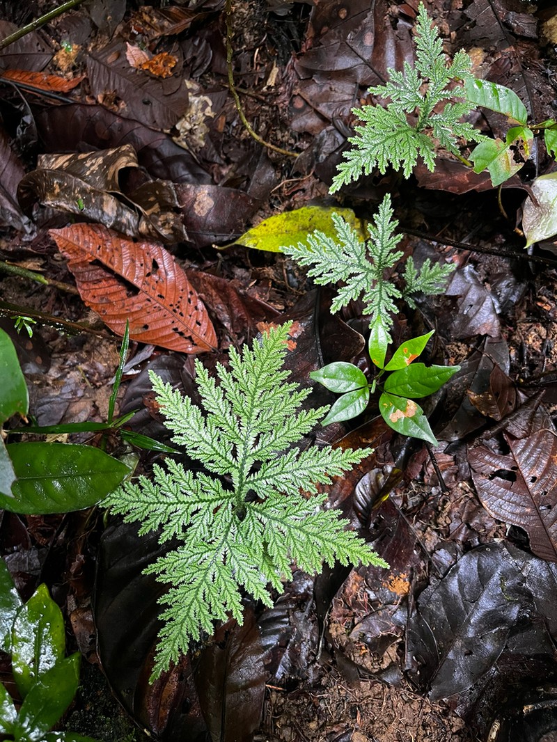 Selaginella radiata photo 4