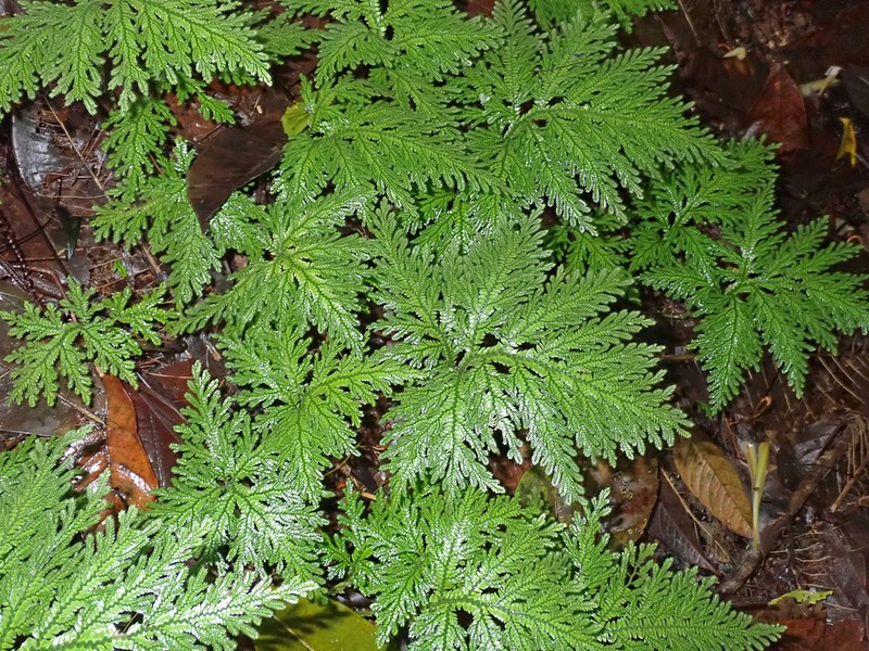 Selaginella radiata photo 5