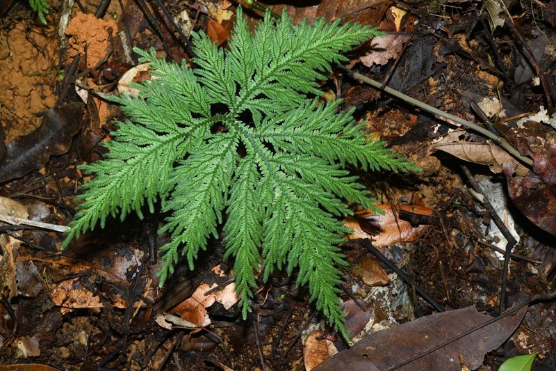 Selaginella radiata photo 6