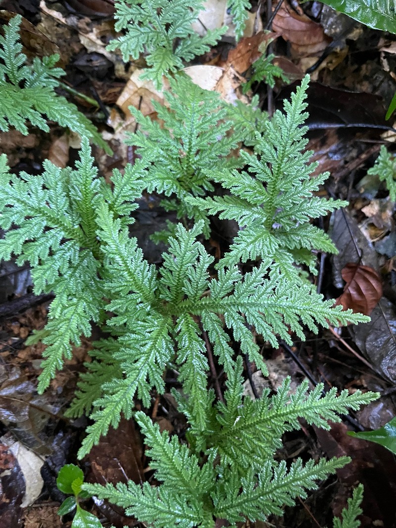 Selaginella radiata photo 7