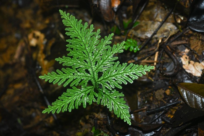 Selaginella radiata photo 8
