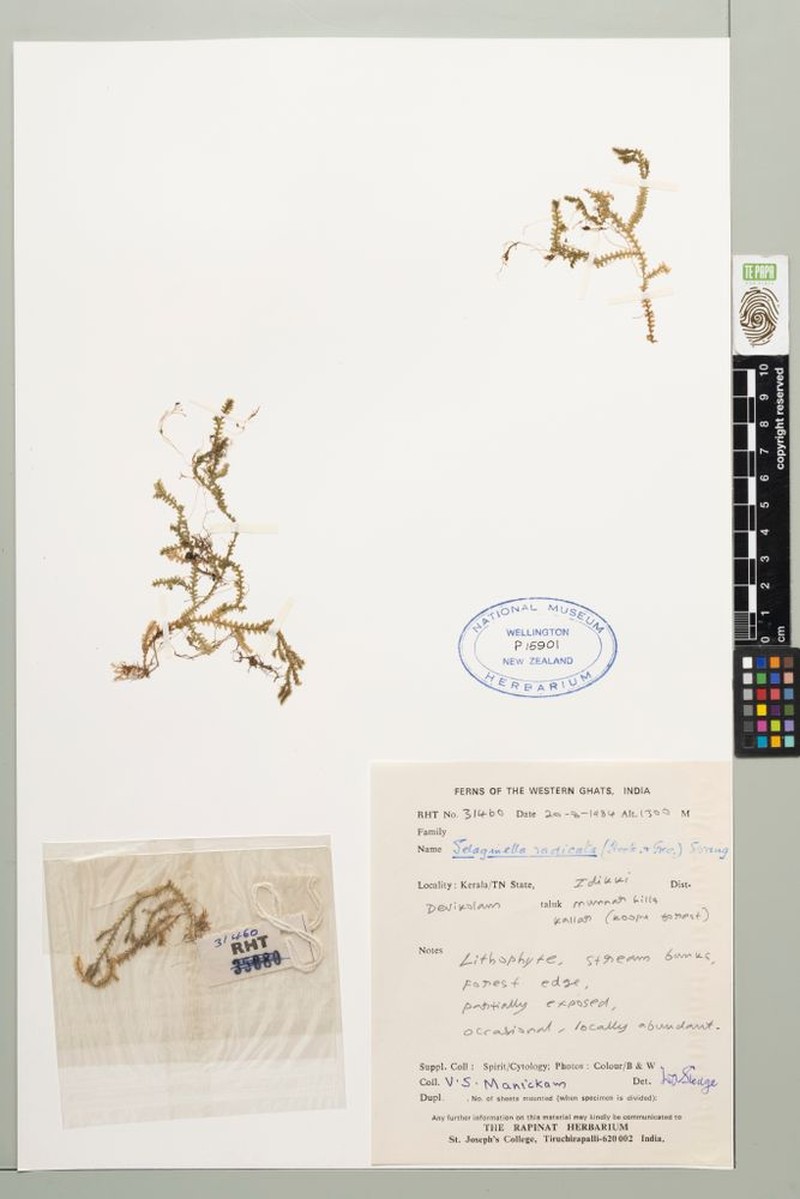 Selaginella radicata