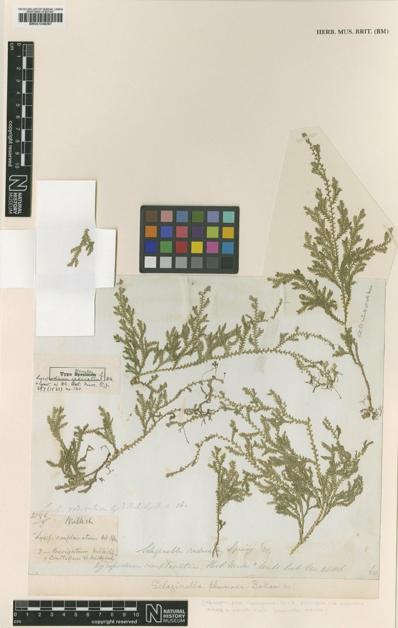 Selaginella radicata photo 2
