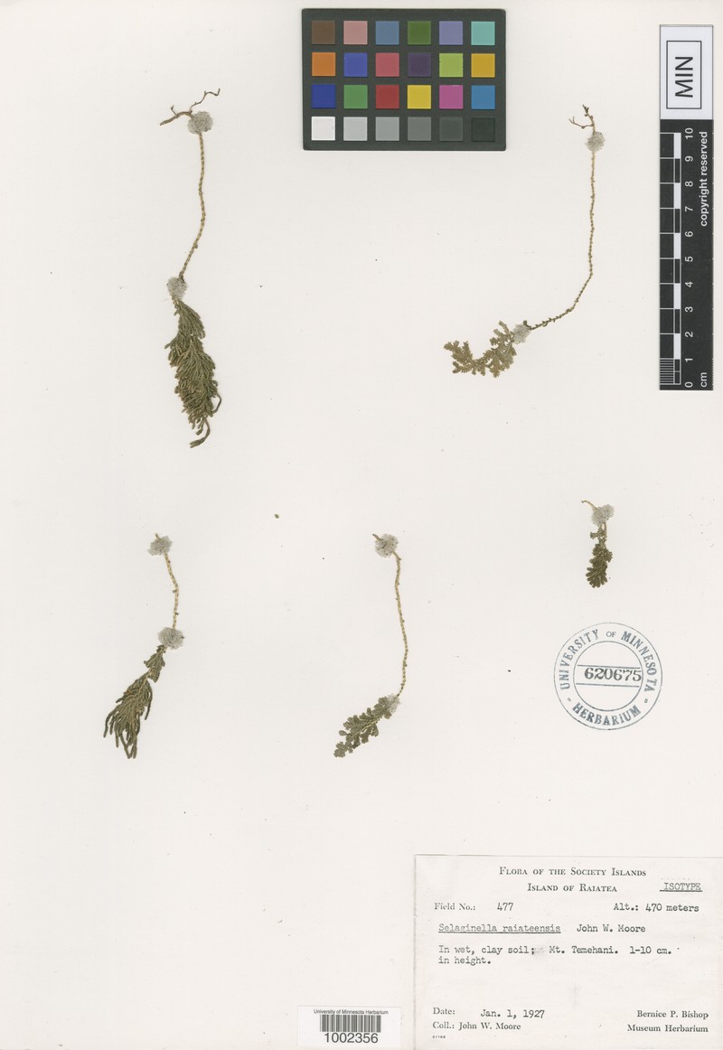Selaginella raiateensis photo 2