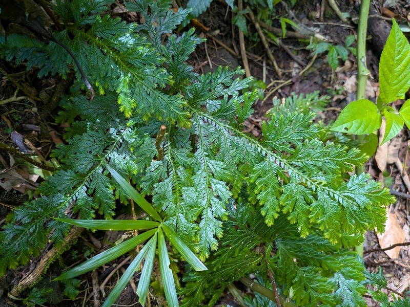 Selaginella ramosii