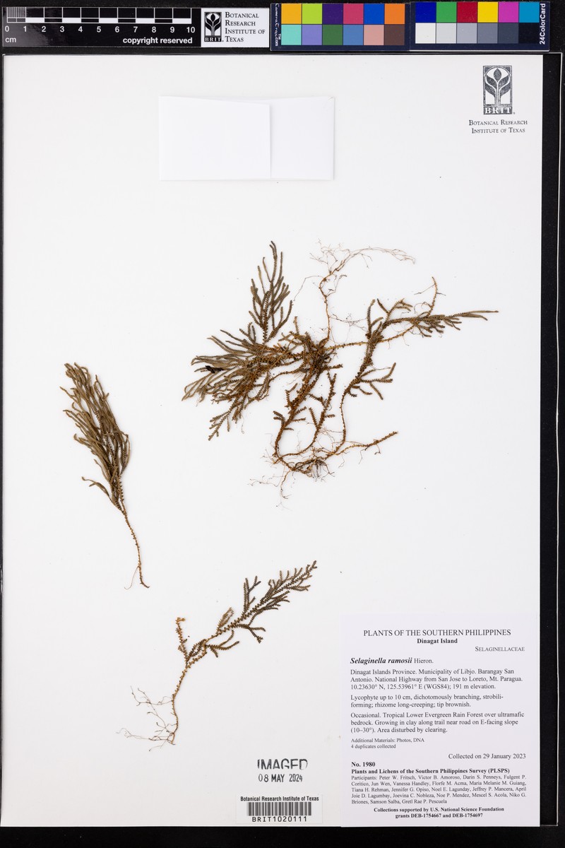 Selaginella ramosii photo 2
