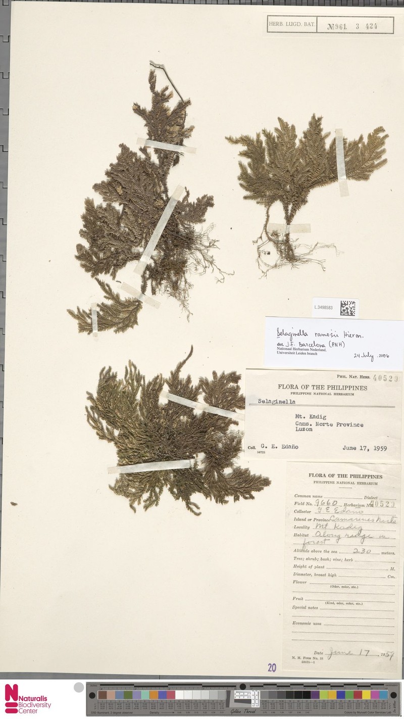 Selaginella ramosii photo 3