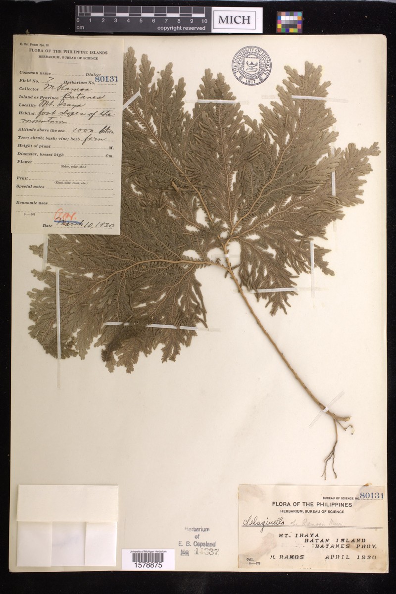 Selaginella ramosii photo 4