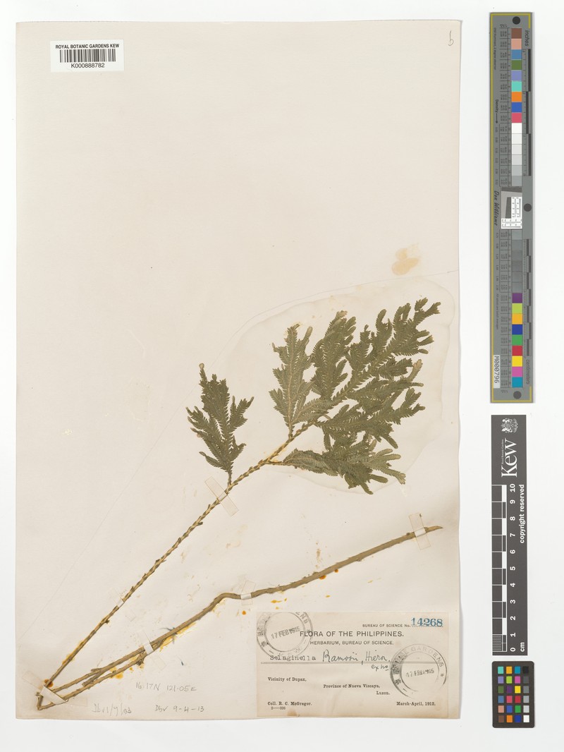 Selaginella ramosii photo 5