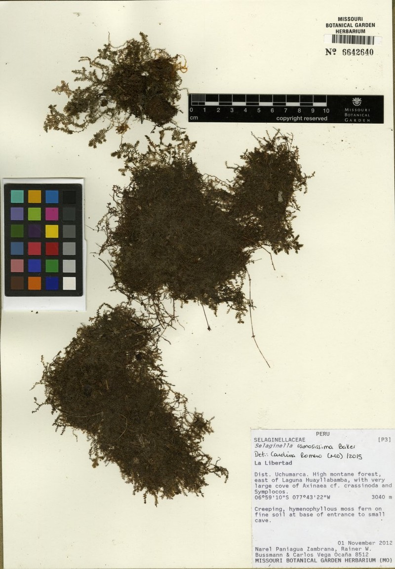 Selaginella ramosissima