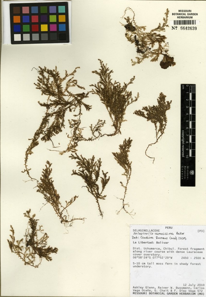Selaginella ramosissima photo 2