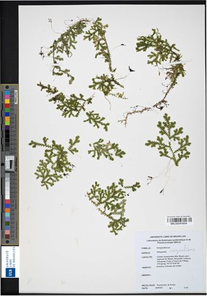 Selaginella raynaliana