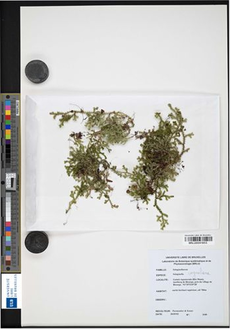 Selaginella raynaliana photo 2