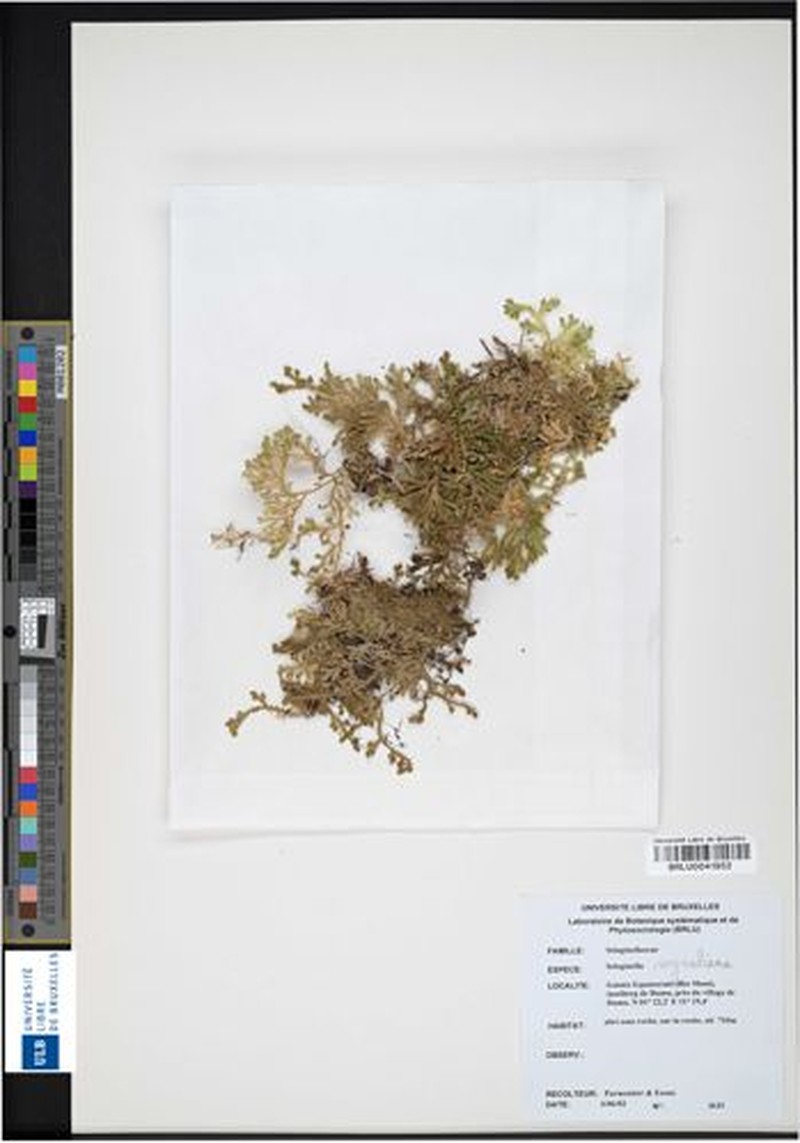 Selaginella raynaliana photo 3