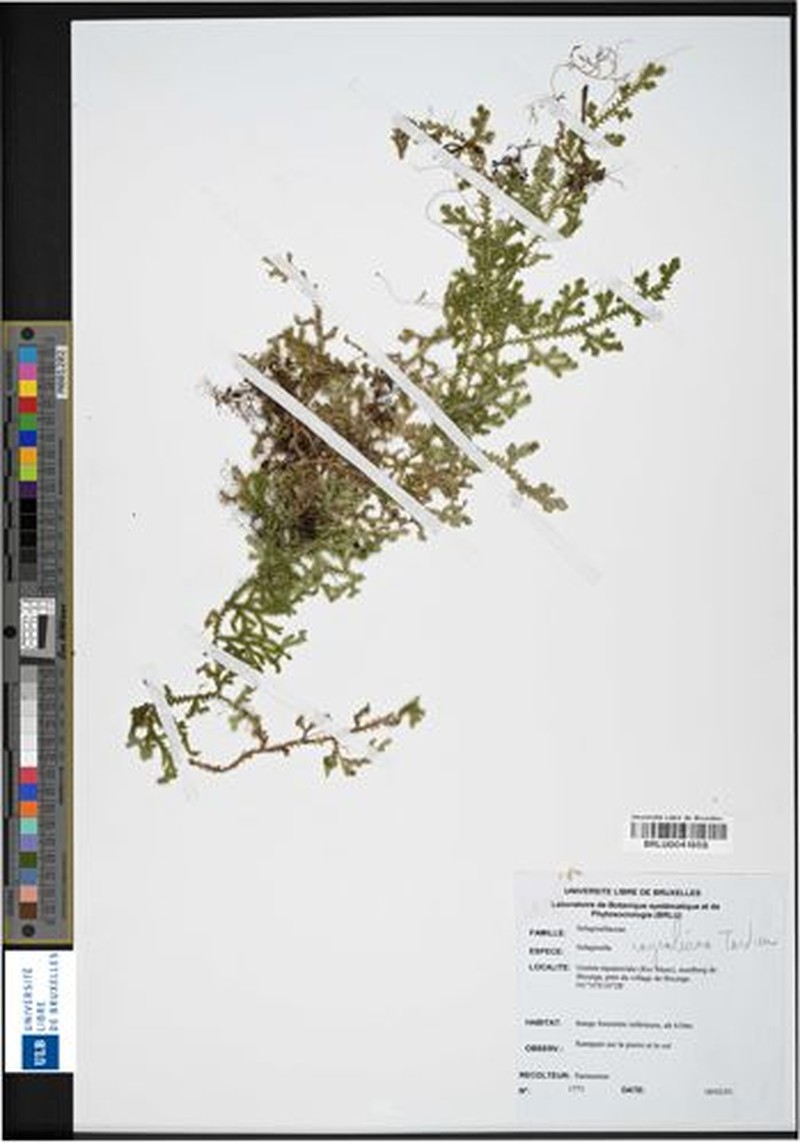 Selaginella raynaliana photo 4