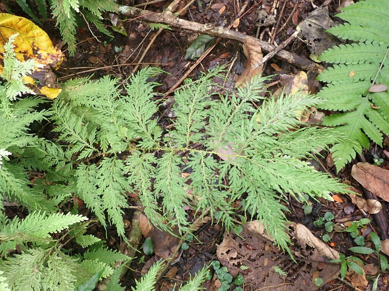 Selaginella rechingeri