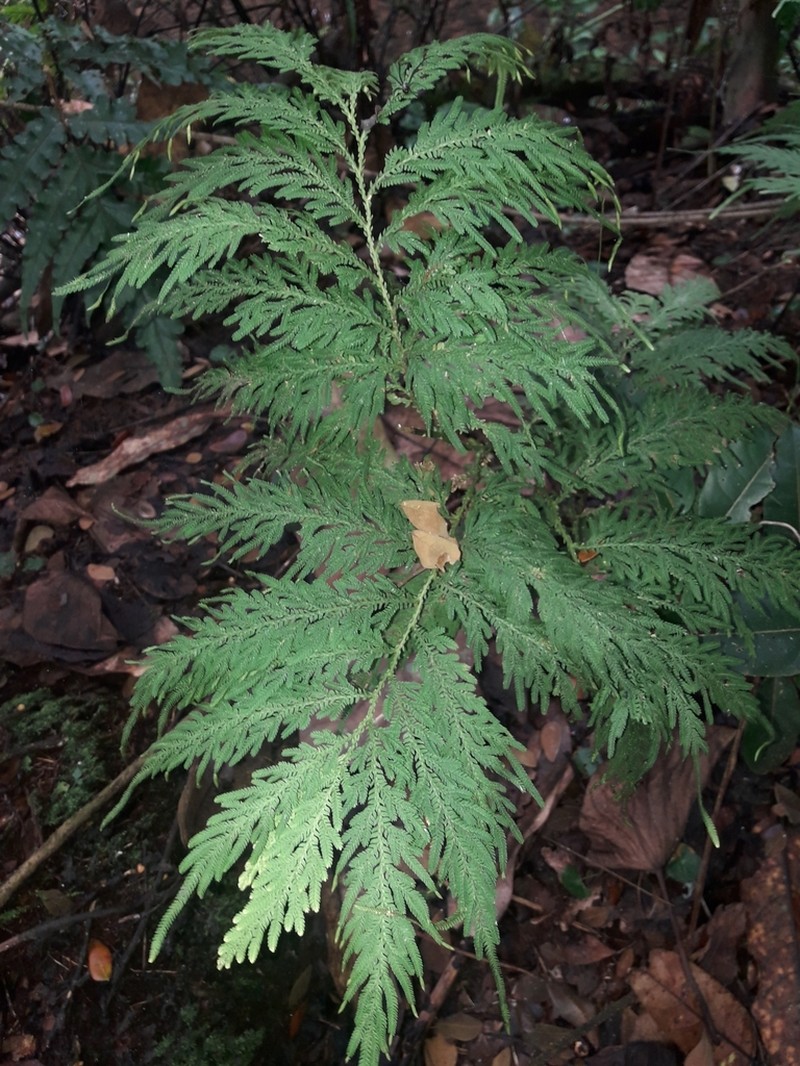 Selaginella rechingeri photo 2