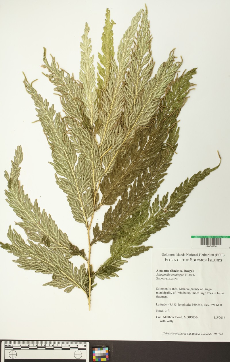 Selaginella rechingeri photo 3