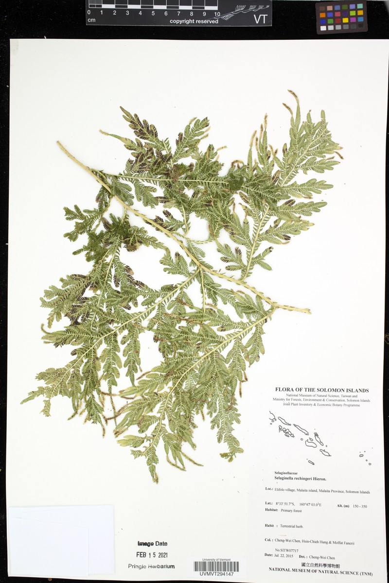 Selaginella rechingeri photo 4