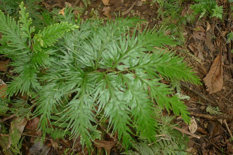 Selaginella rechingeri photo 5