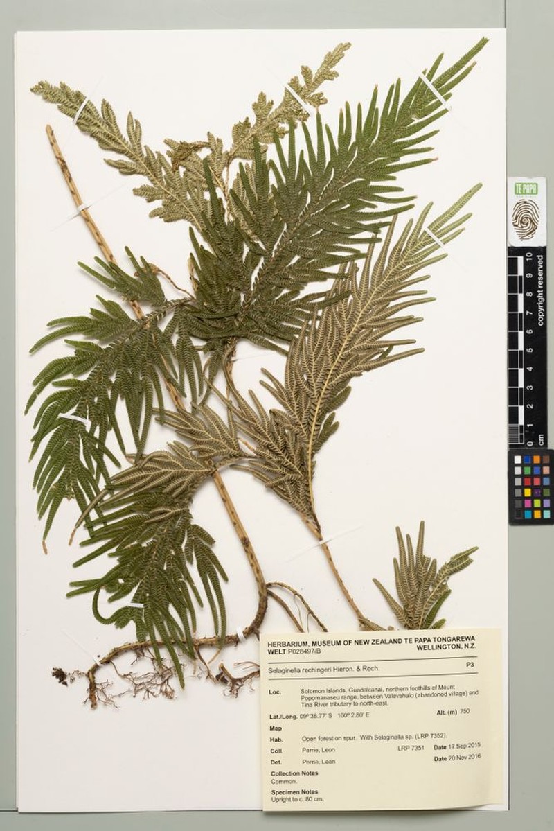 Selaginella rechingeri photo 6