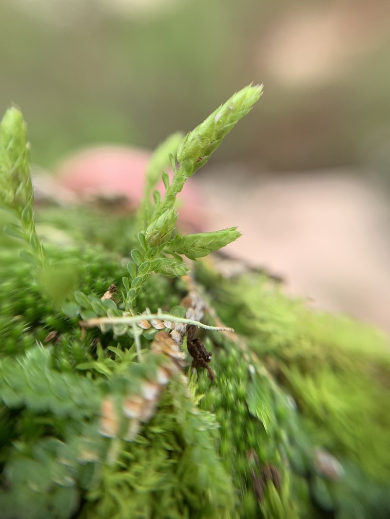 Selaginella reflexa