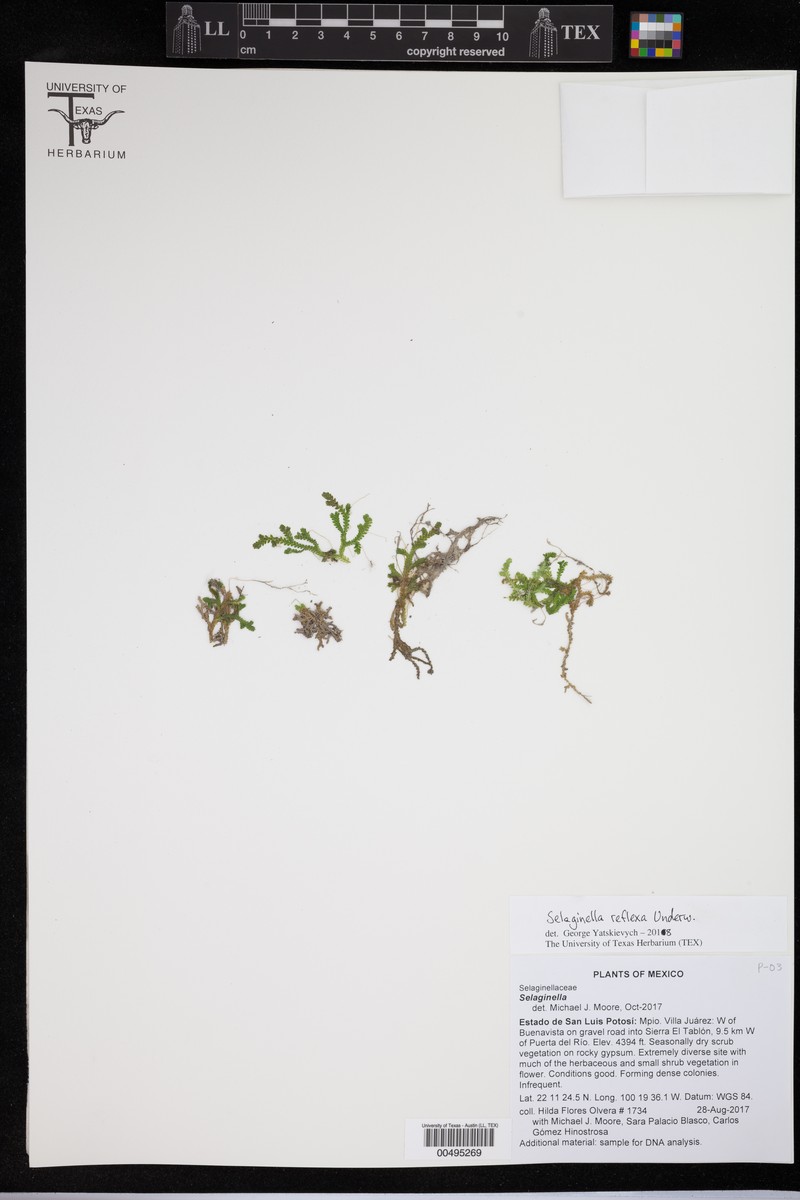 Selaginella reflexa photo 2
