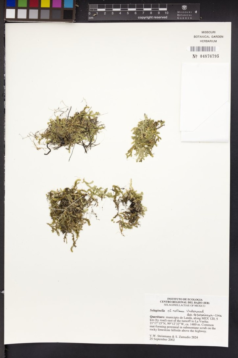 Selaginella reflexa photo 3