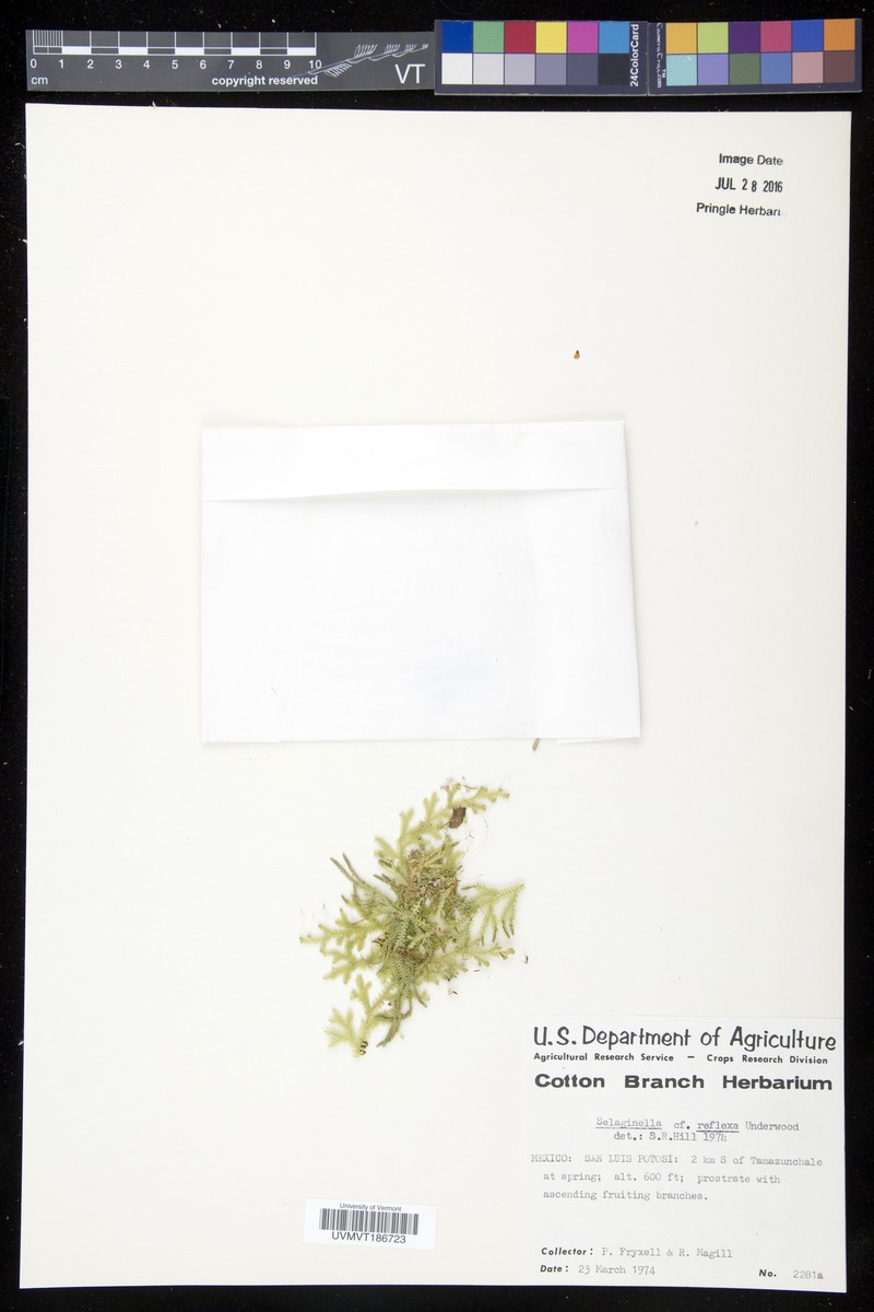 Selaginella reflexa photo 4