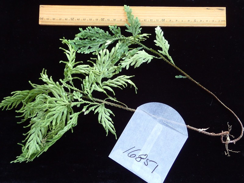 Selaginella reineckei
