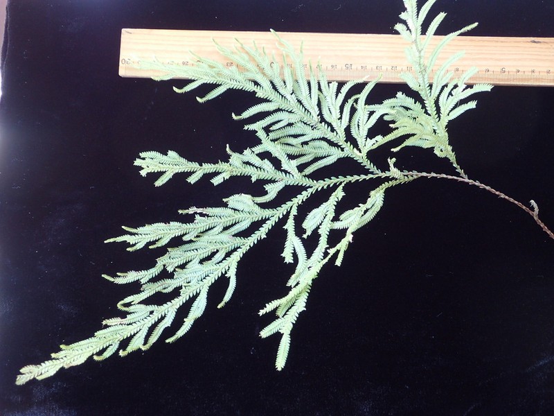 Selaginella reineckei photo 2