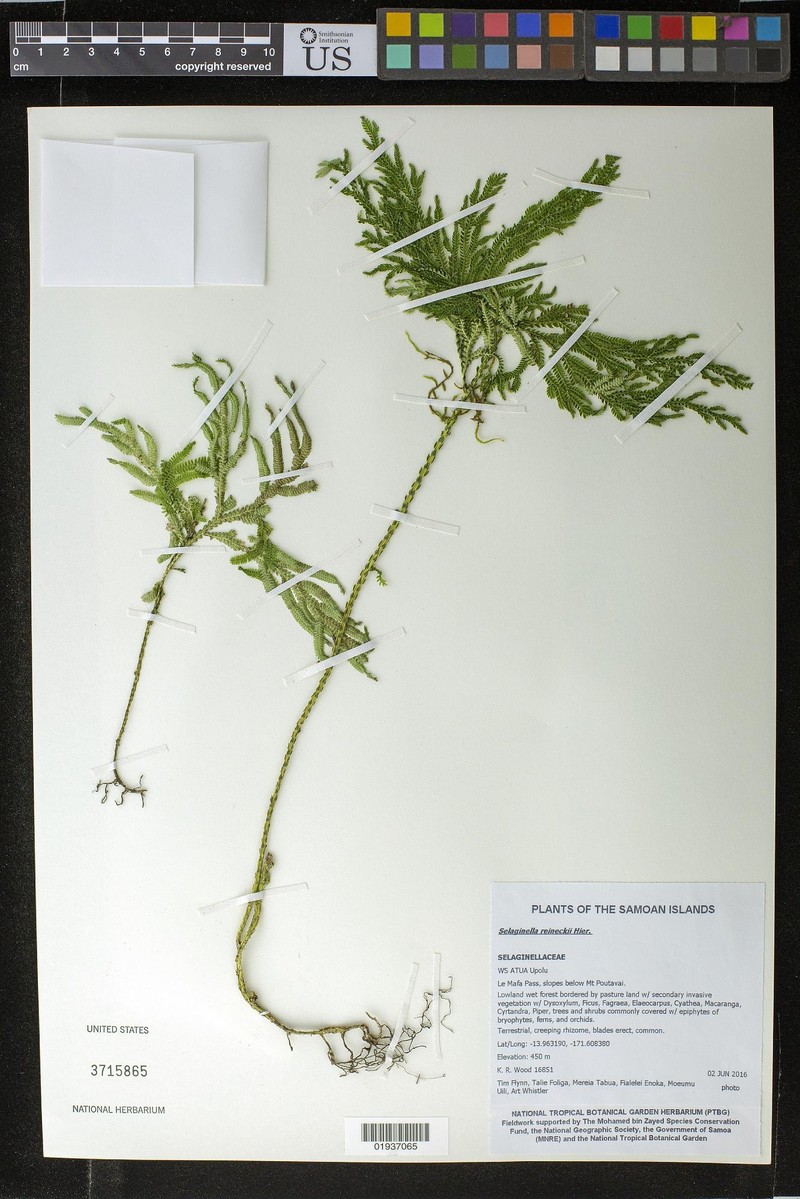 Selaginella reineckei photo 3