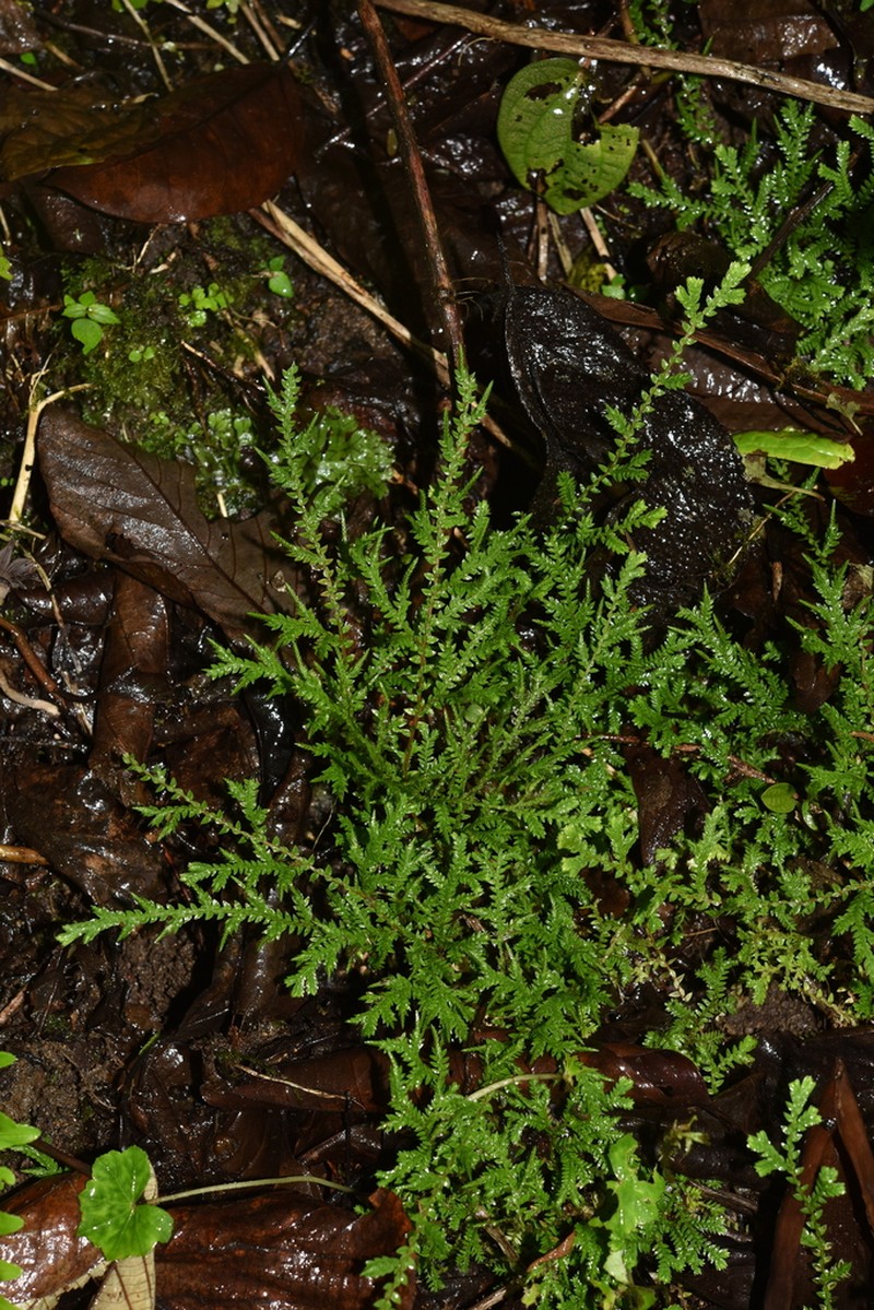 Selaginella remotifolia