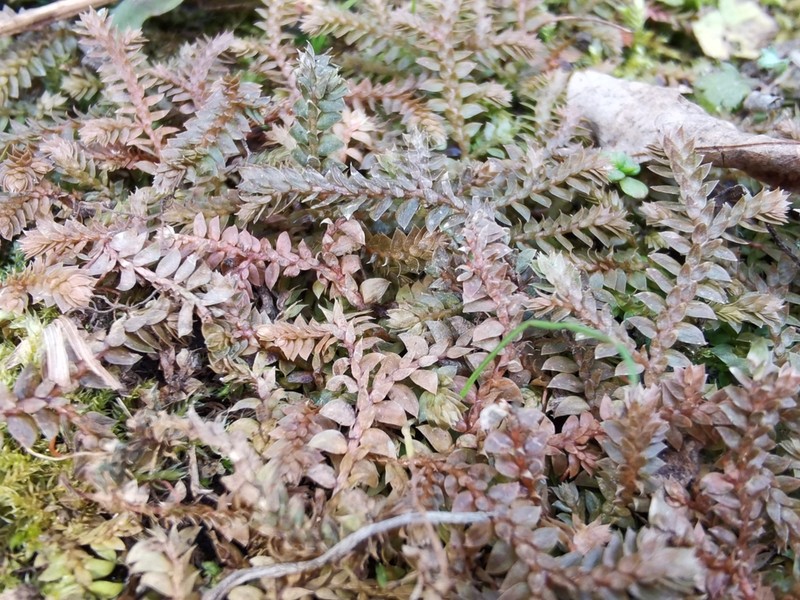 Selaginella remotifolia photo 2