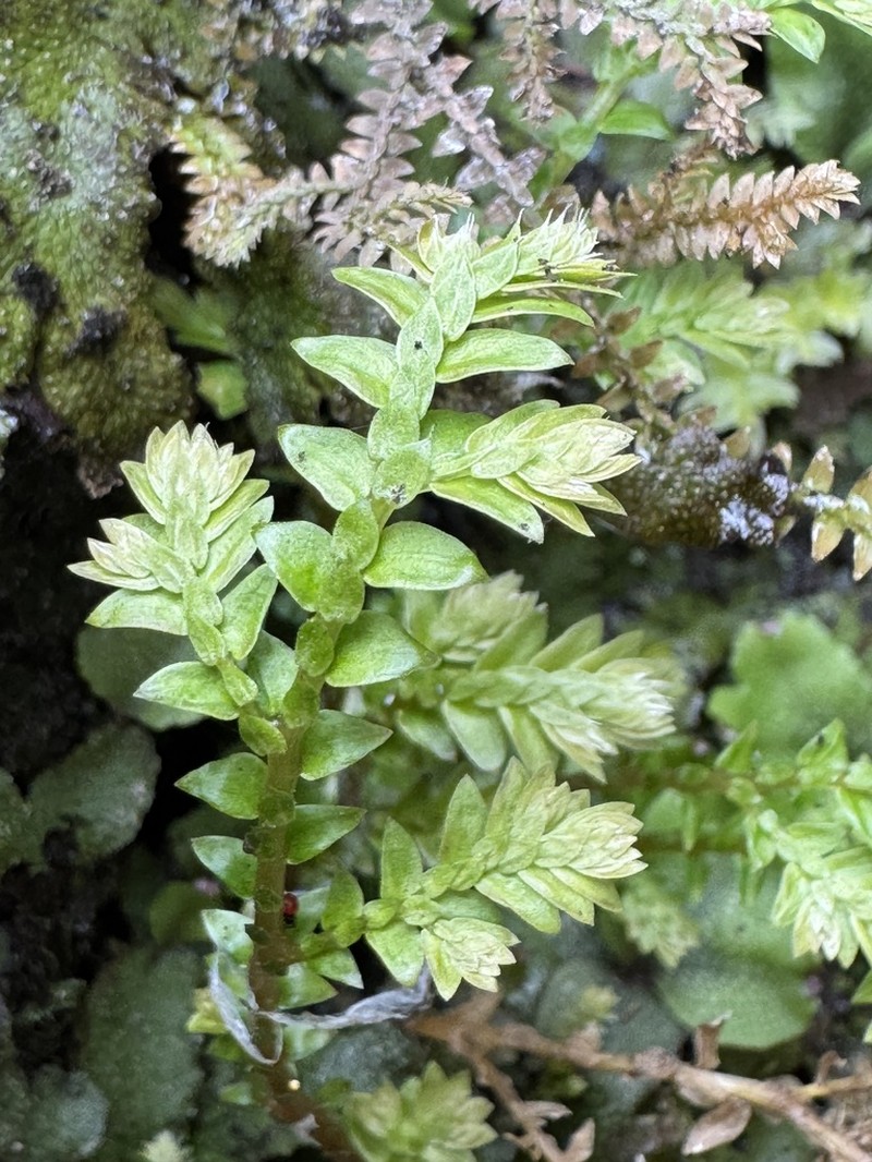 Selaginella remotifolia photo 3